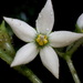 Argostemma solaniflorum - Photo (c) naturalistchu, todos los derechos reservados, subido por naturalistchu