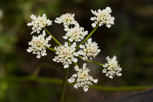 Oenanthe