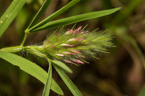 Trifolium angustifolium L.