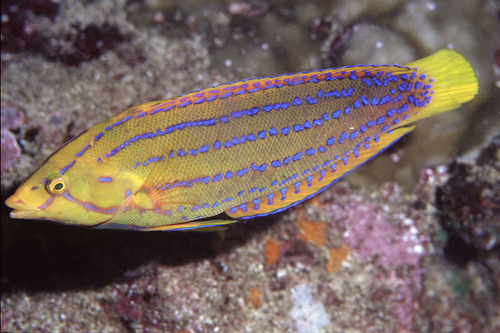 Coris marquesensis