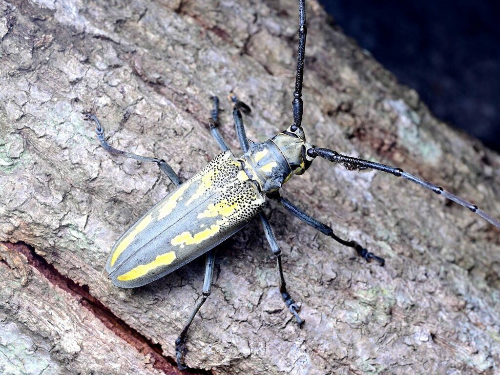 標本 Solomon Is Batocera lamondi 74mm Batocera Lamondi, Large