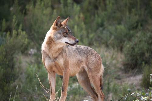 Gray Wolf