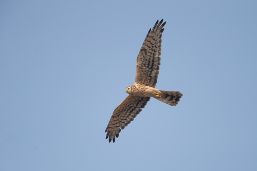 Montagu's Harrier