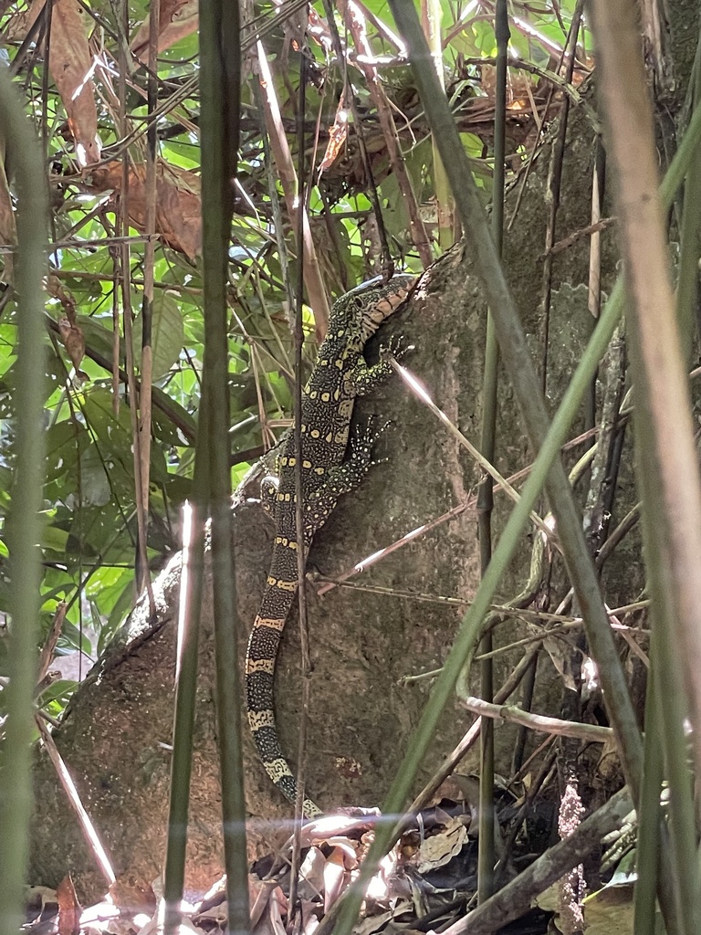 Nile Monitor from Sangha, CG on May 1, 2023 at 11:48 AM by Thomas ...
