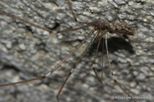 Holocnemus hispanicus