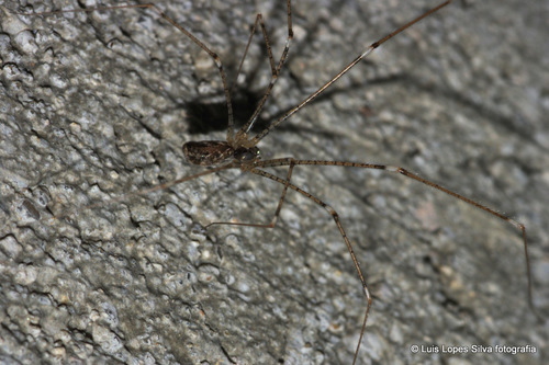 Holocnemus hispanicus