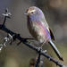 White-browed Tit-Warbler - Photo (c) Marc Faucher, all rights reserved, uploaded by Marc Faucher