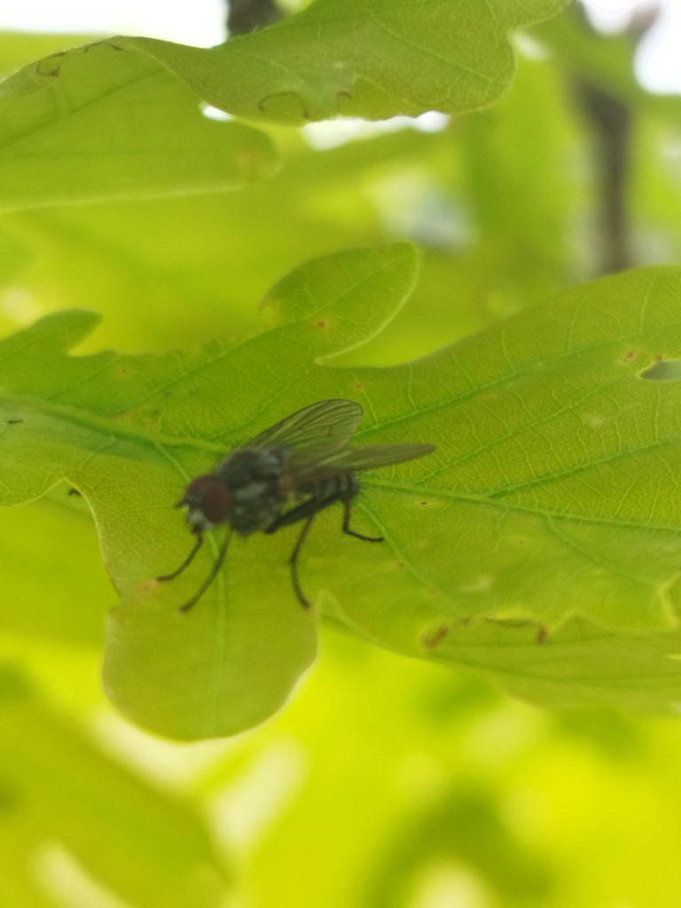 Root Magnotta Insect Root-maggot Flies from Δωδώνη 455 00, Ελλάδα on May 18, 2023 at 04:19 ...