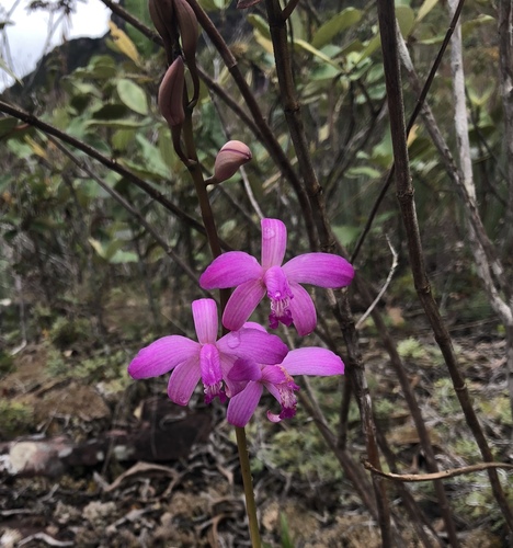 Pfisteri Cattleya