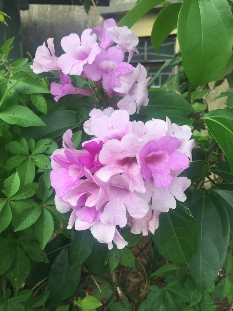 Mansoa alliacea Garlic Vine