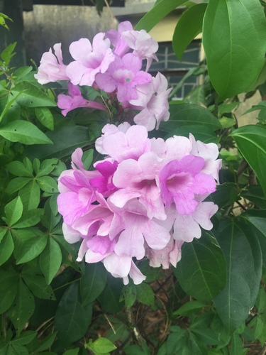 Mansoa alliacea