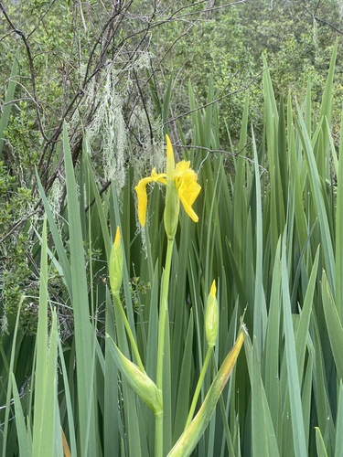iNaturalist observation photo of Yellow Iris