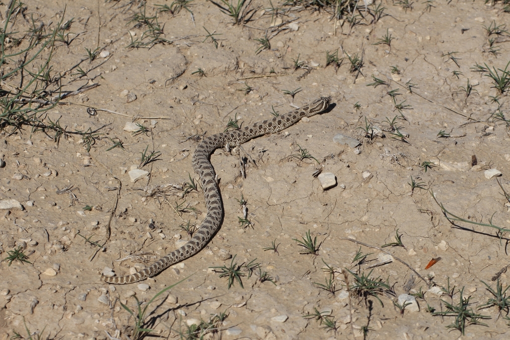 Plains Hognose Snake in May 2023 by creaturecrew. Yes! · iNaturalist