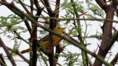 Setophaga petechia image