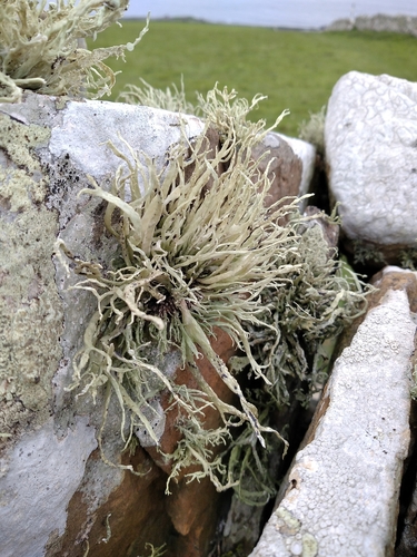Ramalina cuspidata