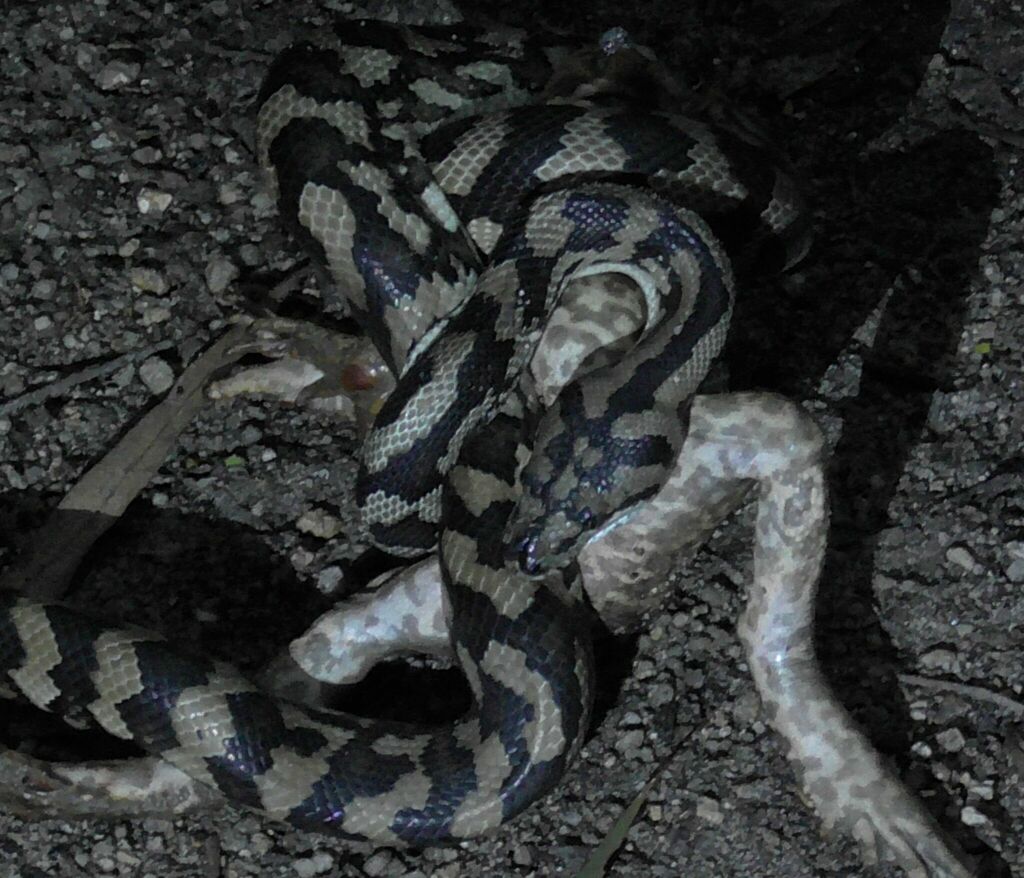 Converting A Tensor To A Python Constricting