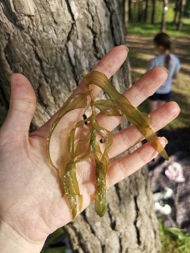 Potamogeton X cognatus