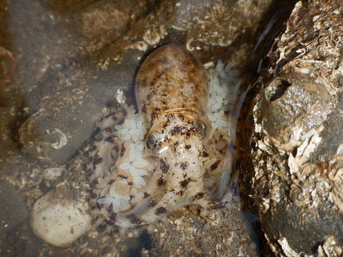Macrochlaena winckworthi