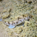 Conchos Pupfish - Photo (c) Lindsey Elkins, all rights reserved, uploaded by Lindsey Elkins