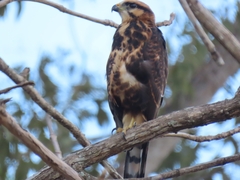Buteo nitidus image