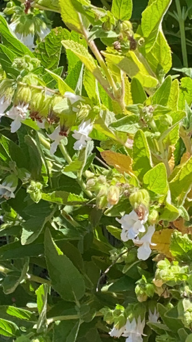 iNaturalist observation photo of California Pitcher Sage