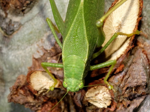 Greater Anglewing