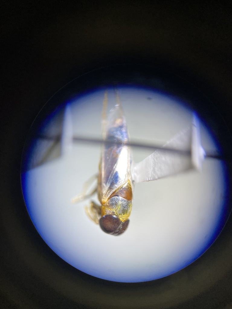 Buenoa scimitra from rosalie dr ruston la us on may 11 2023 at 11 
