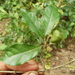 Rinorea viridifolia - Photo (c) Germaine Alexander Parada, all rights reserved, uploaded by Germaine Alexander Parada