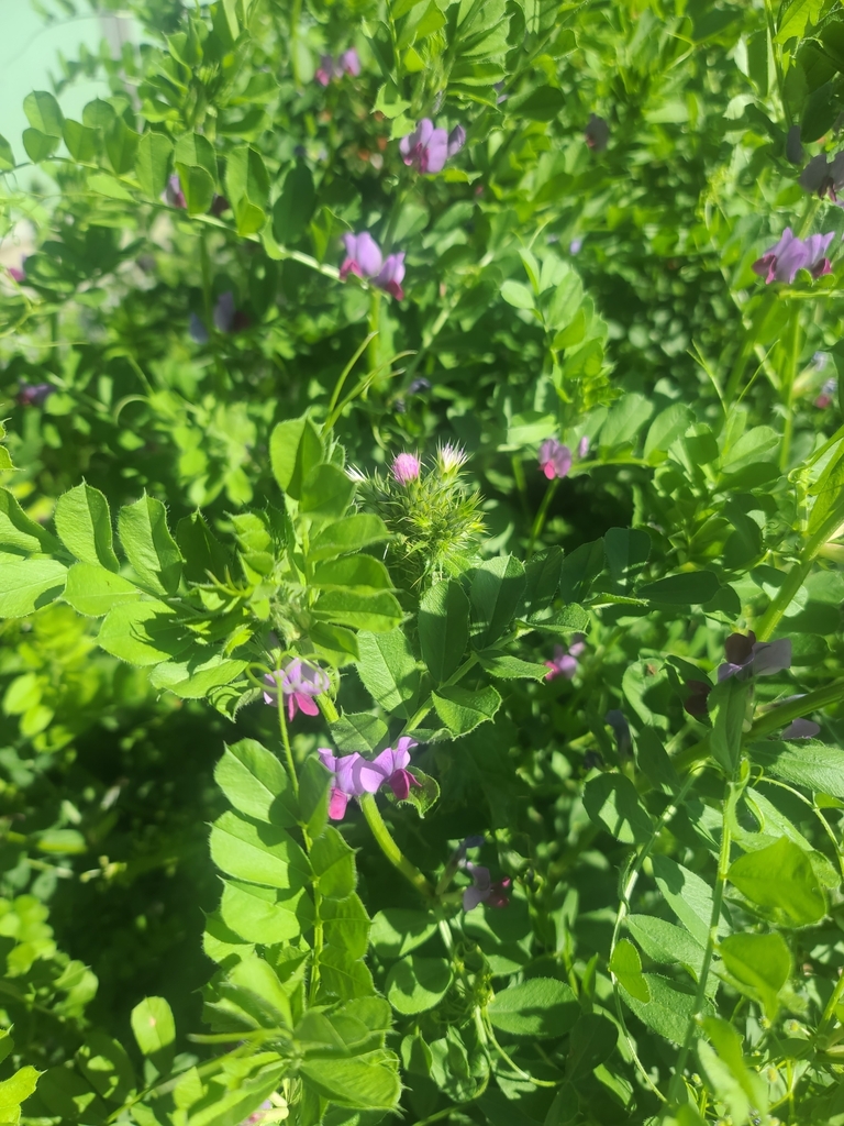 Common Vetch from Skyline-Hillcrest Estates, Oakland, CA 94619, USA on ...