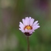 Erigeron komarovii - Photo (c) Philip d'Arenberg, all rights reserved, uploaded by Philip d'Arenberg