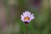 Erigeron komarovii - Photo (c) Philip d'Arenberg, all rights reserved, uploaded by Philip d'Arenberg