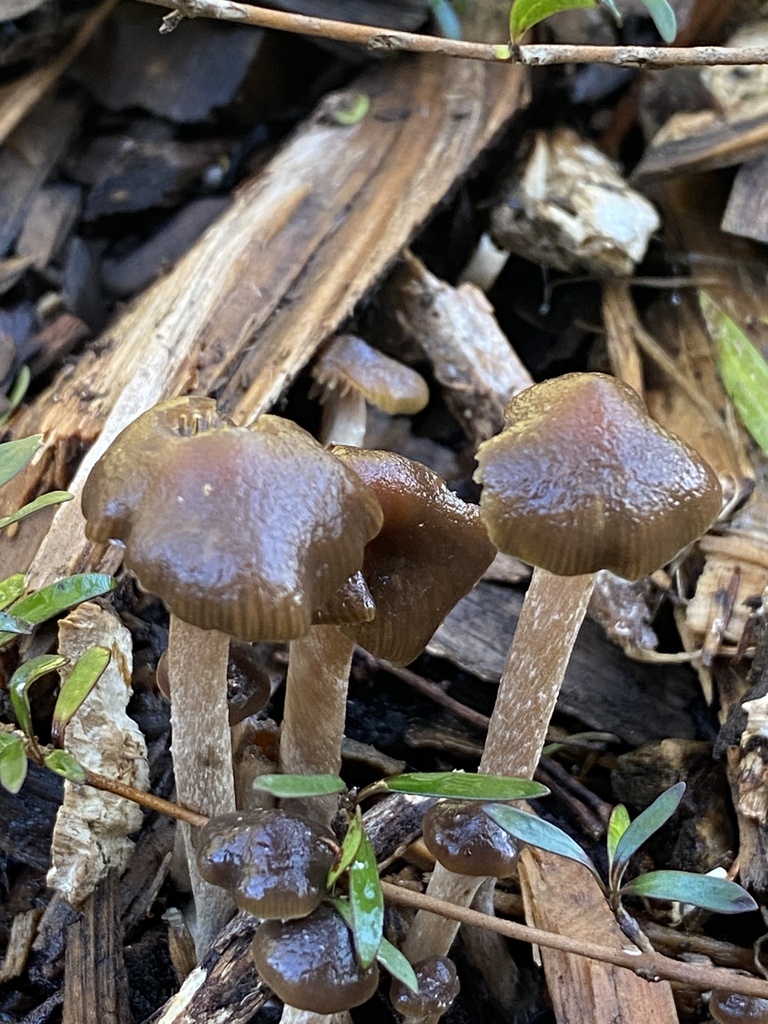 Psilocybe tasmaniana from Donny Park, Hamilton, Waikato, NZ on May 17 ...