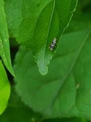 Holophysis emblemella