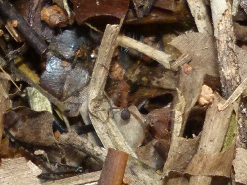 Acromyrmex Leaf-cutter Ants
