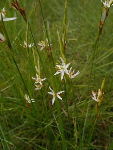 Pleea tenuifolia Michx.