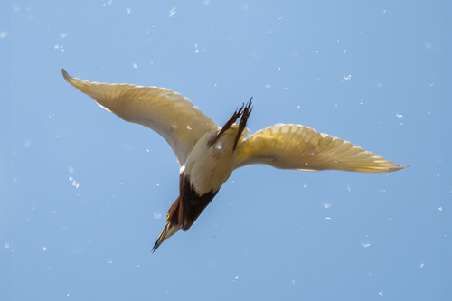 Chinese Pond-Heron