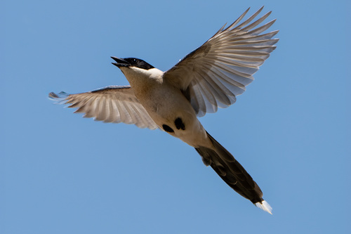 Azure-winged Magpie