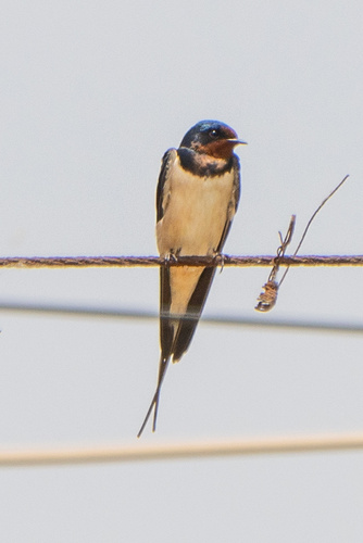 Barn Swallow