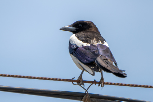 Oriental Magpie