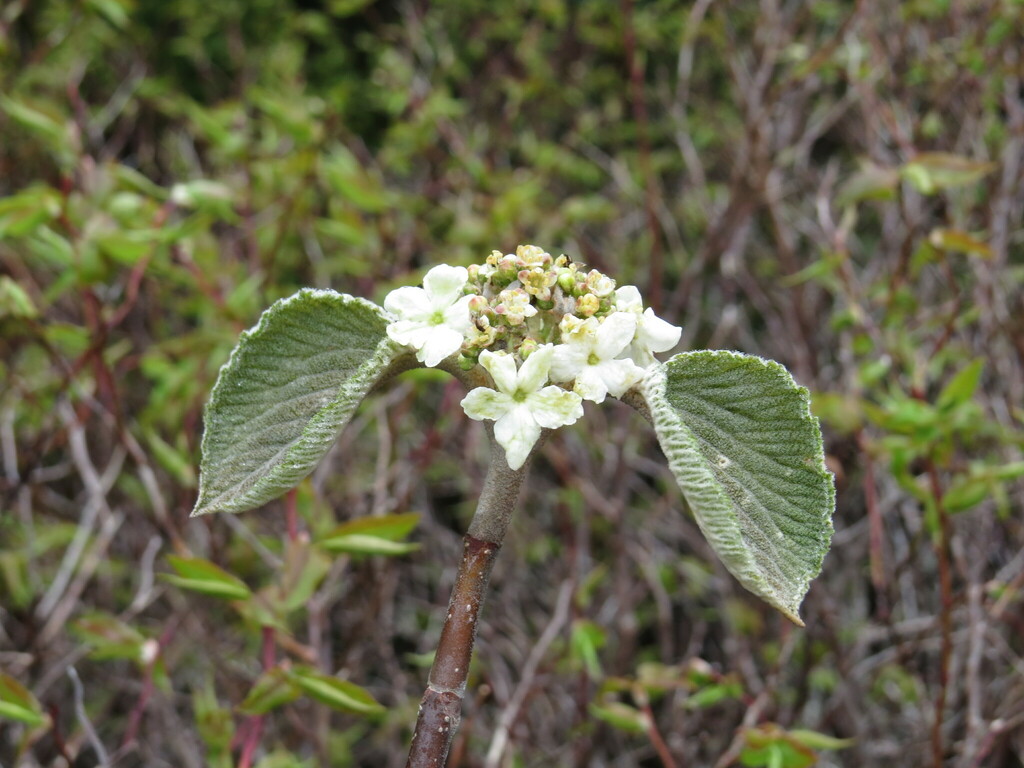 Hobblebush From Grayson County VA USA On May 18 2023 At 10 07 AM By Cade INaturalist