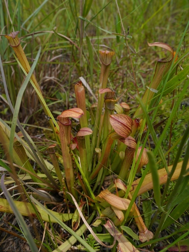 Sarracenia rubra ssp. rubra