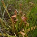 Sarracenia rubra rubra - Photo (c) jtuttle, todos los derechos reservados, subido por jtuttle