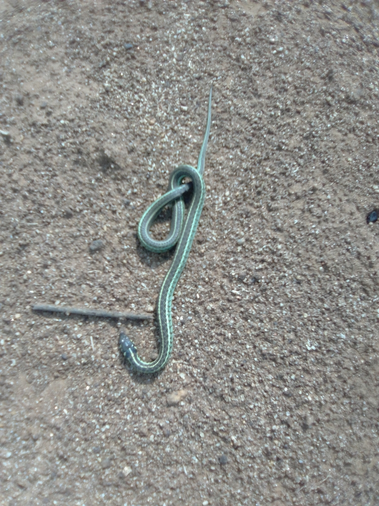 Mexican Garter Snake From Segunda Secc, Ahuazotepec, Pue., México On ...