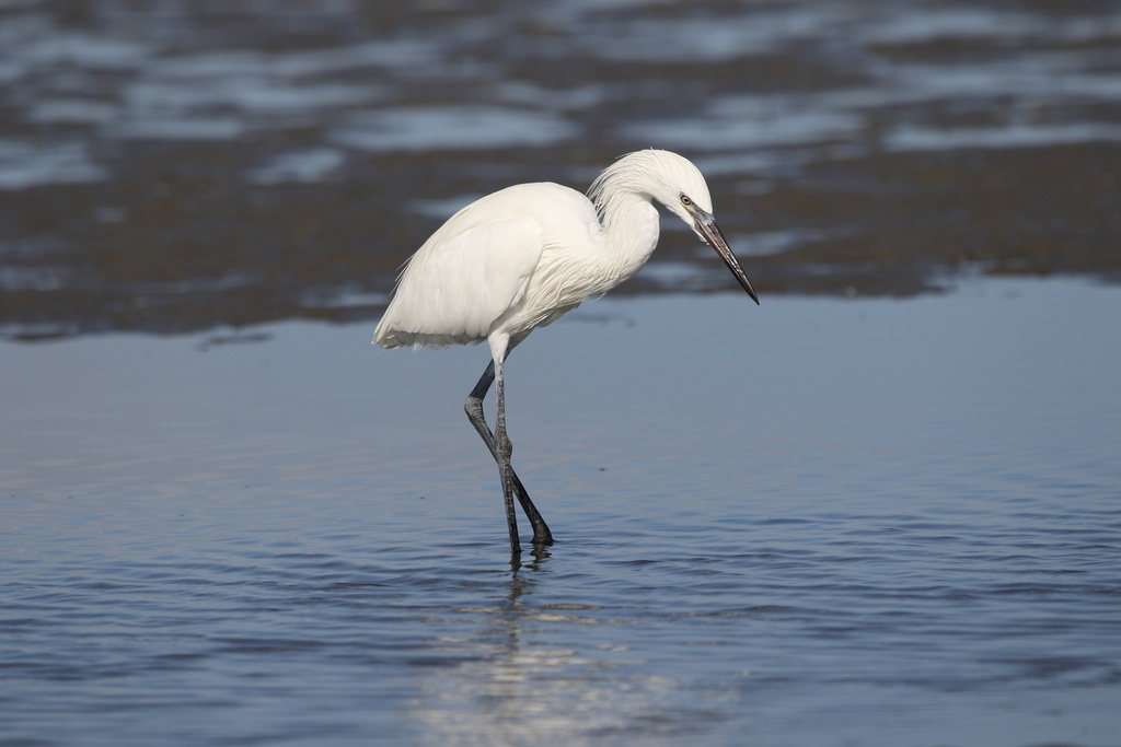 Reddish Egret from Laguna Madre, TX, US on November 8, 2022 at 10:30 AM ...