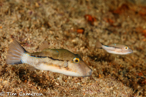 Macaronesian Toby