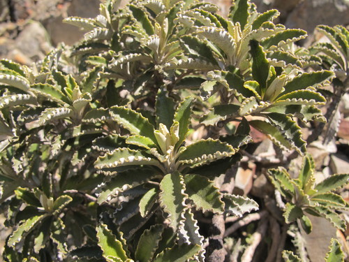 Brachyglottis monroi (Hook.fil.) B.Nord.