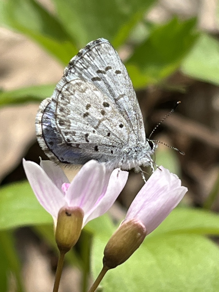 Spring azure from portland mi us on may 5 2023 at 03 05 pm by