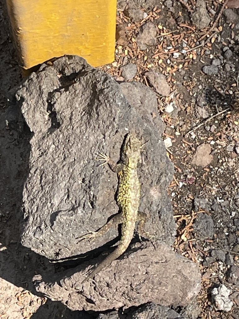 palacios-bunchgrass-lizard-from-paseo-de-girasol-tlalpan-cdmx-mx-on