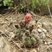 Gymnocalycium baldianum - Photo (c) Pablo Demaio, todos os direitos reservados, uploaded by Pablo Demaio