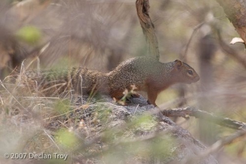 Ring-tailed Ground Squirrel